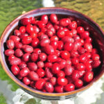 خواص زغال اخته برای سلامتی