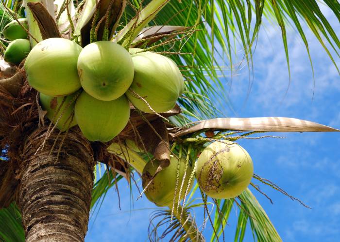 فواید نارگیل تازه